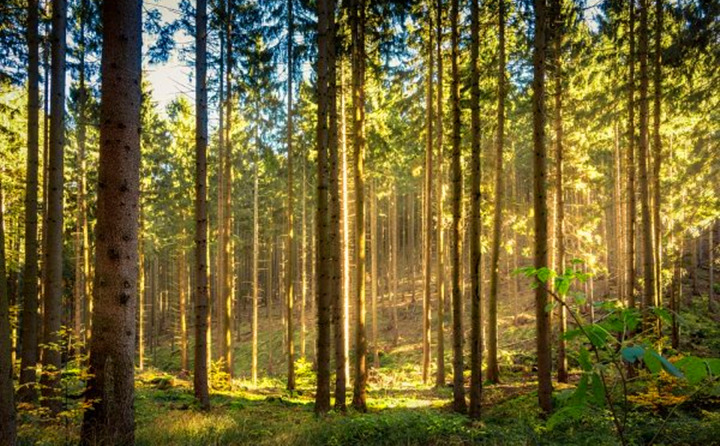 如果環(huán)境氣候破壞事件持續(xù)的增加，那么這些外部因素將導(dǎo)致對(duì)顆粒燃料的更高需求