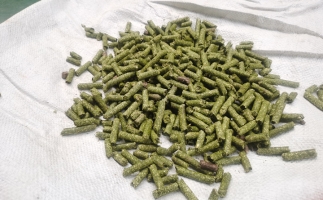 鋸末顆粒一噸能賺多少？顆粒機廠家給你算了一筆賬